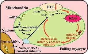 Mitokondria (iplik+ tane); Bölünüp çoğalma, Ökaryatik (oksijen soluyan)