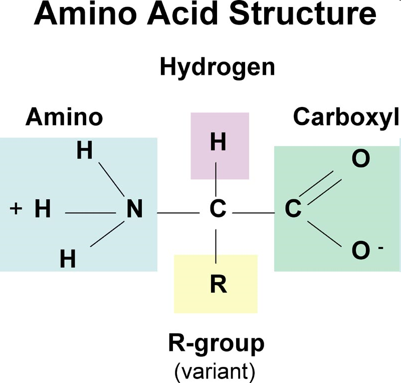 Proteinler amino asitlerden (AA) oluşur.