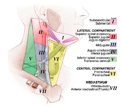 Santral disseksiyon sınırları; Yukarıda: Hiyoid kemik Aşağıda: İnominant