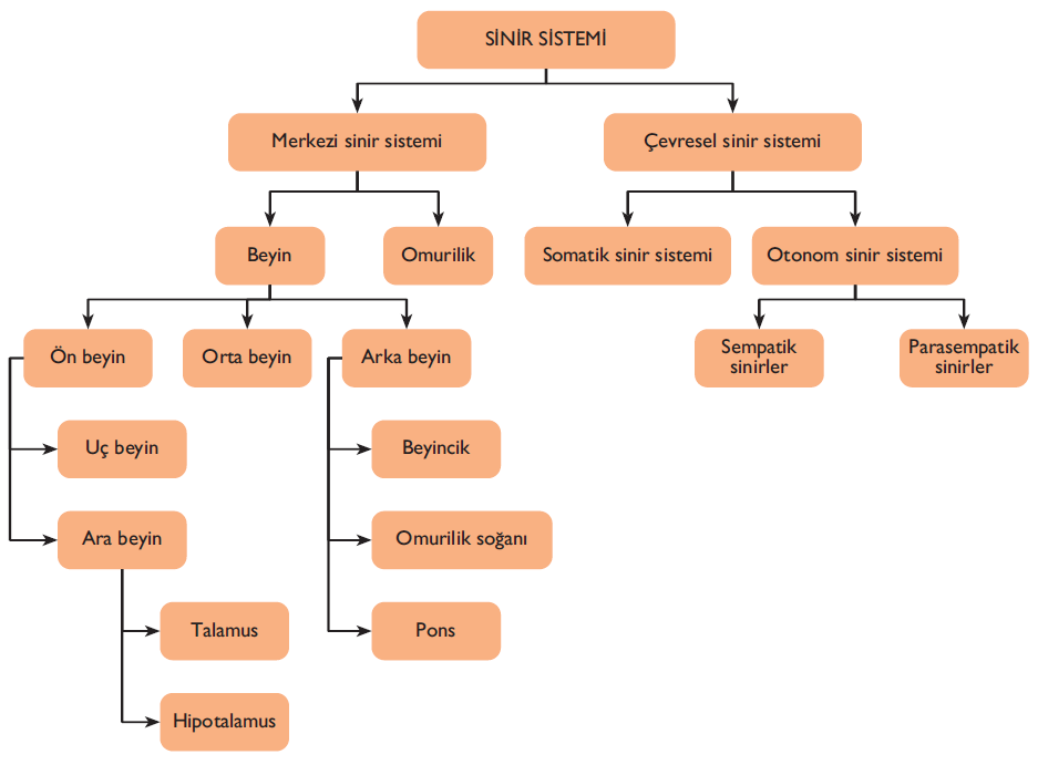 Merkezi Sinir Sistemi Beyin ve omurilik birbirine bağlantılı milyonlarca sinir hücresinden (nöron) oluşur. Beyin birçok uyaranı değerlendirir ve cevap verir.