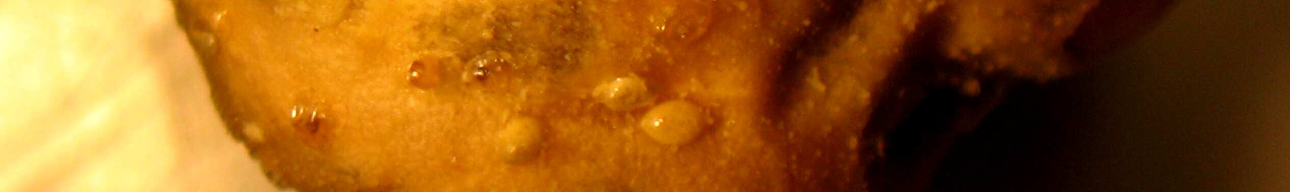 12 Şekil 3.2. Callosobruchus maculatus (F.) larvası Şekil 3.3. Üzerinde Callosobruchus maculatus (F.) ergin çıkış deliği ve yumurta bulunan nohut danesi Baklagil tohum böcekleri larvaları (Şekil3.2.), konukçuları olan baklagil taneleri içinde beslenmeleri süresince oyuklar meydana getirerek (Şekil3.