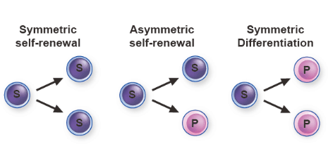 KÖK HÜCRE ADANMIŞLIĞI (COMMITMENT) Simetrik kendini-yenileme (self-renewal) bölünmesi: iki kız yavru hücrenin ikiside insan kök hücresi (S).