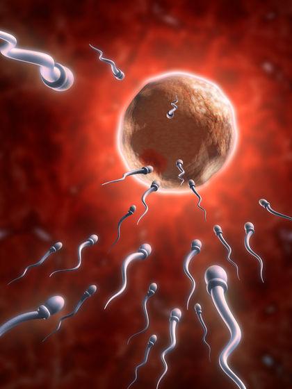 Gametlerin (bir sperm ve bir yumurta hücresinin (ovum: egg)-) birleşmesine fertilizasyon (döllenme)