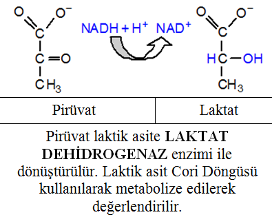 ANAEROBĠK ġartlarda PĠRÜVATIN YAZGISI Laktat organizma tarafından enerji üretiminde kullanılır. Adele kaslarında glikoz laktata dönüģür.