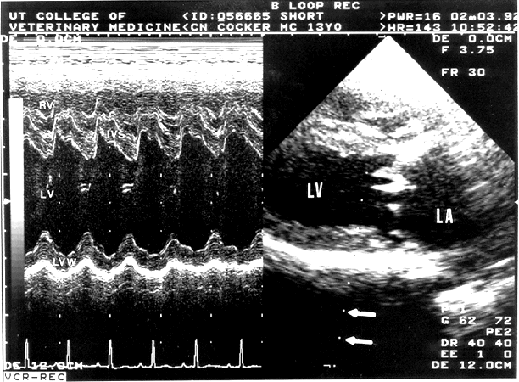 M-kipi görüntüleme en çok kalp çalışmalarında (ekokardiyografi) kullanılmaktadır. Bu çalışmalarda kalp kapakçıkları ve kalp duvarı hareketleri incelenmektedir ([1], s.131).