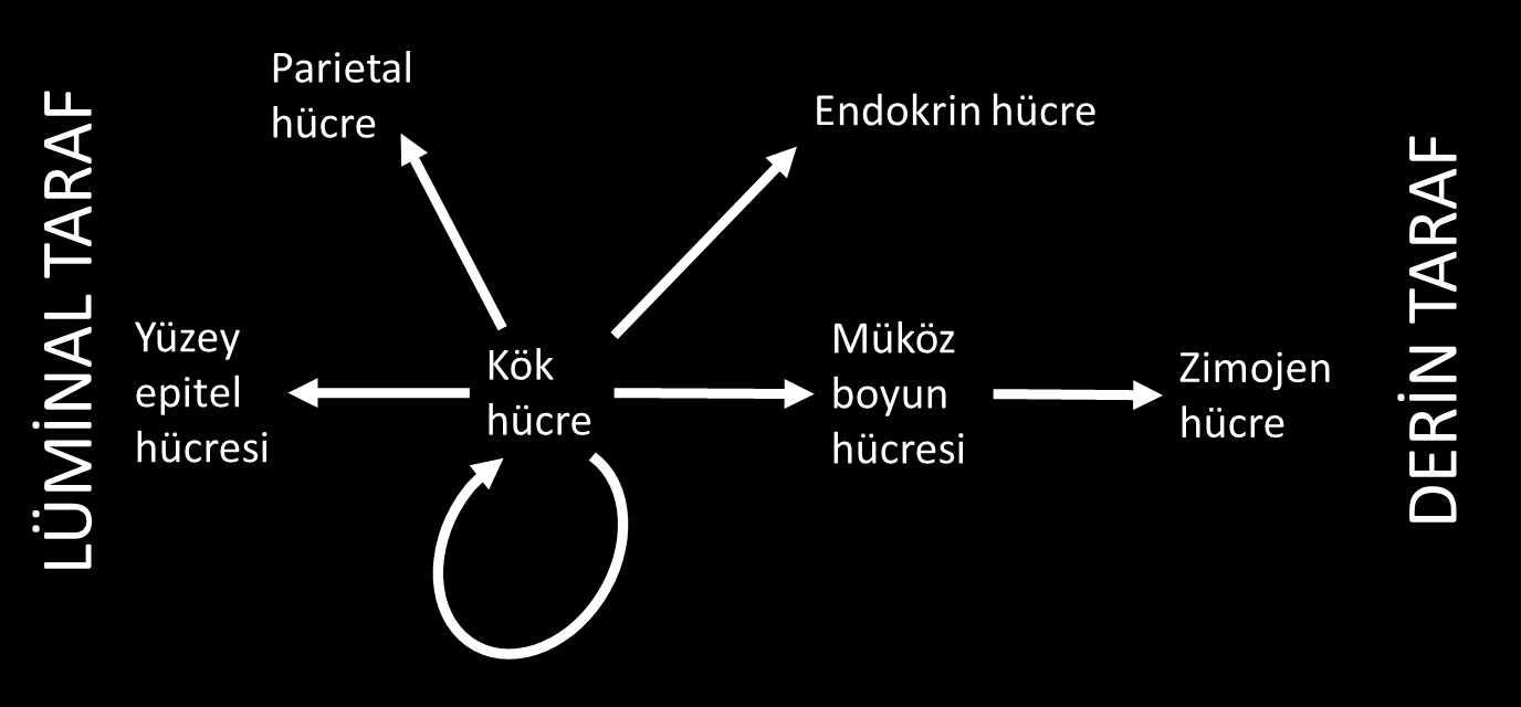 7 Şekil 2.1 Korpustaki epitel hücrelerinin orijinleri hakkında ortaya atılmış öneri 21.