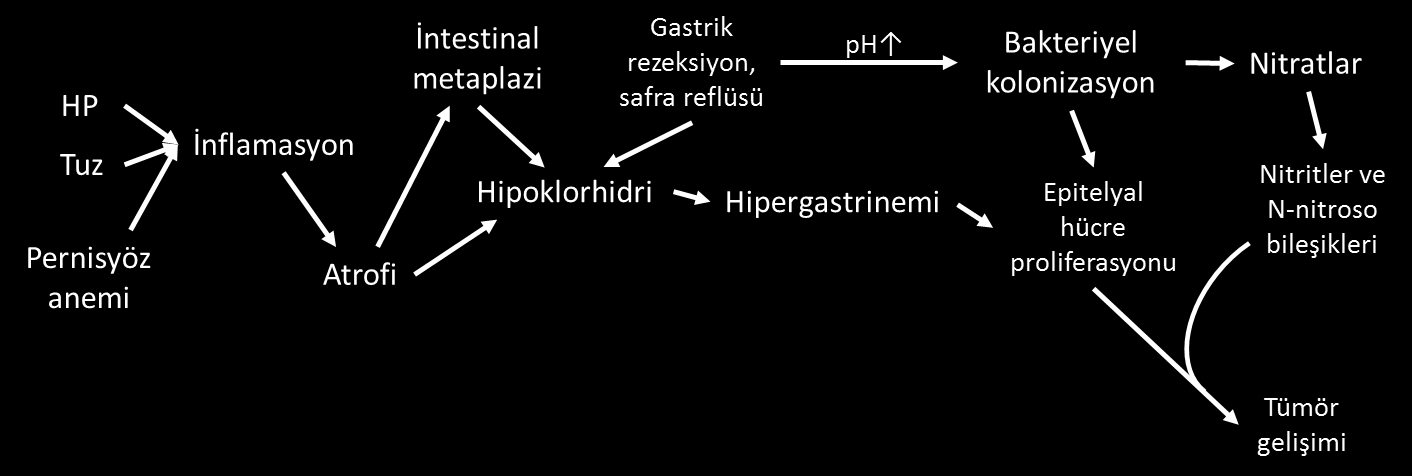 14 Şekil 2.2 Midede prekanseröz süreç 48. HP ye ait genlerin özellikleri, oluşturacağı inflamasyonun şiddetini ve kanser gelişim riskini etkiler 30.