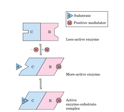 Allosterik bir enzimde altbirim etkileşimleri, inhibitör ve aktivatörlerle etkileşimler.