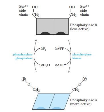 Glikojen fosforilaz aktivitesinin kovalent modifikasyonla