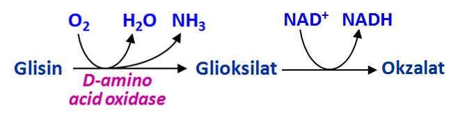 Glisin katabolizması için diğer yol seçenekleri Primer hiperokzalüri : Glisinin deaminasyonla metabolize