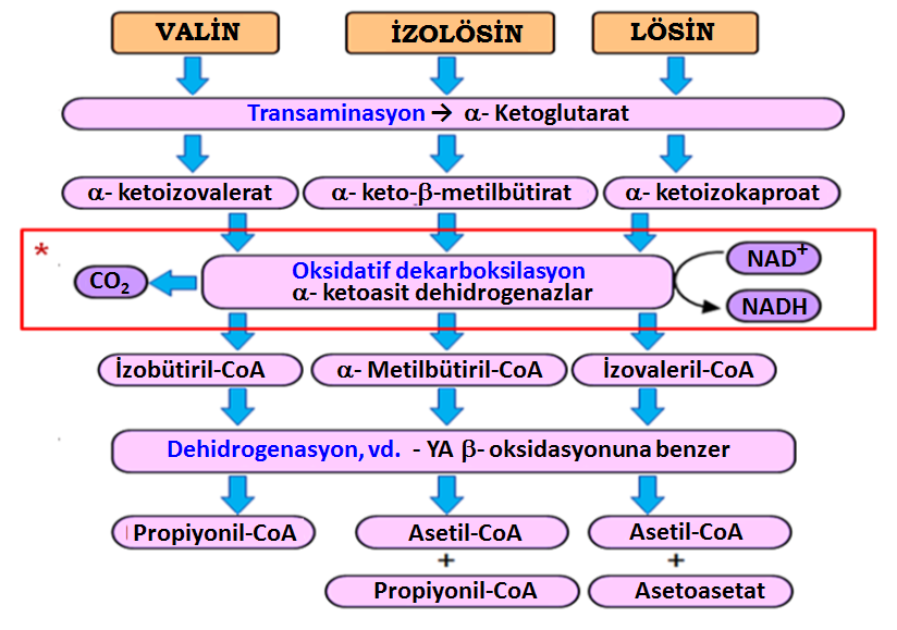 Dallı-zincirli amino asitlerin yıkımı * Akçaağaç