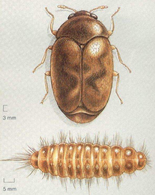 Coleoptera: Dermestidae Khapra Böceği (Trogoderma granarium) Tanımı: Ergin renkleri parlak esmer kırmızı ile kızıl arasındadır. Ergin dişi 2.5 mm, erkek 1.8 mm boyundadır.