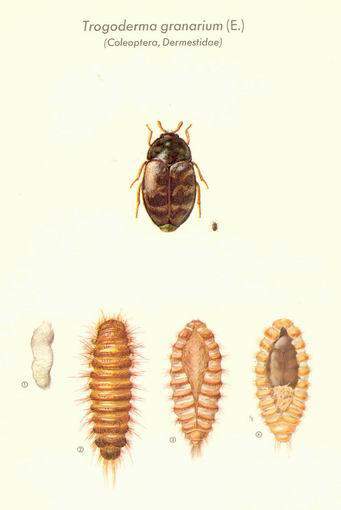 Coleoptera: Dermestidae Khapra Böceği (Trogoderma granarium) Yaşayışı: Erginler beslenmeden 14-22 gün yaşayabilirler. Bir dişi, 50-100 yumurta bırakır.