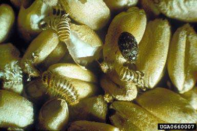 Coleoptera: Dermestidae Khapra Böceği (Trogoderma granarium) Zararı: Khapra böceğinin sadece larvası zararlıdır.