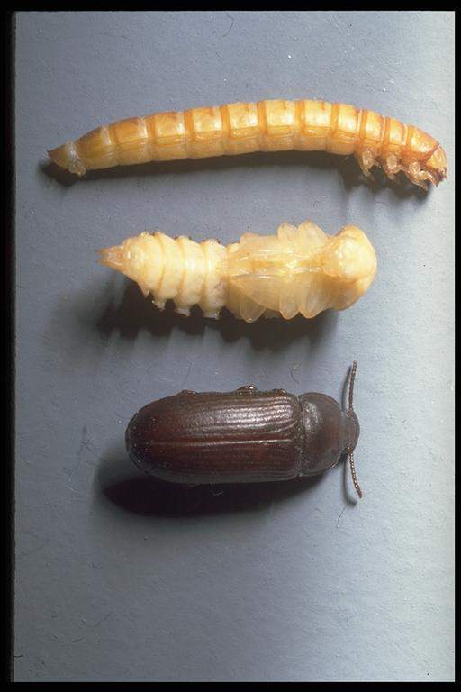 Coleoptera: Tenebrionidae Un Kurdu (Tenebrio molitor) Tanımı: Ergin parlak koyu kahve veya siyah renklidir. Ergin, 14-17 mm boyundadır.