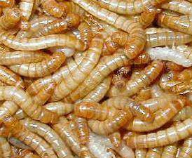 Coleoptera: Tenebrionidae Un Kurdu (Tenebrio molitor) Yaşayışı: Ergin dişi, 500 kadar yumurtasını gıda maddelerinin arasına bırakır. Larva 17-18 gömlek değiştirir. Yılda 1 döl verir.