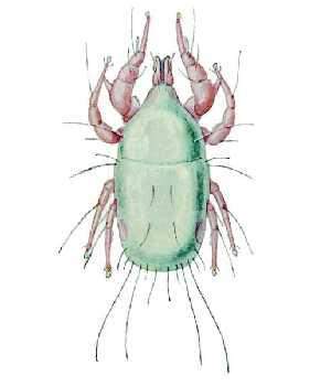 Acarina: Acaridae Hububat Ambar Akarı (Acarus siro) Tanımı: Renksiz, yumuşak vücutlu küçük canlılardır. Gözle görülmeleri zordur.