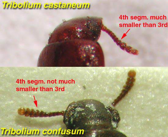 Coleoptera: Tenebrionidae Un Biti (Tribolium castaneum) Tanımı: Tribolium confusum a çok benzer.