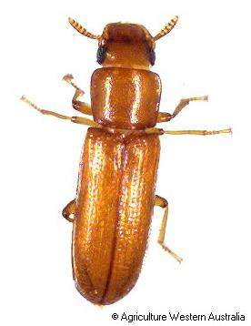 Coleoptera: Tenebrionidae Pirinç Kırma Biti (Latheticus oryzae) Tanımı: Ergin, parlak kırmızımsı kahve renkli 2.5-3 mm boyundadır. Basık şekilli küçük böceklerdir.