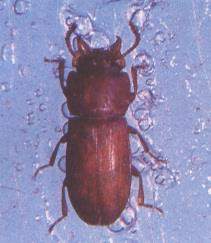 Coleoptera: Tenebrionidae Boynuzlu Böcek (Gnathocerus cornutus) Tanımı: Ergin, parlak esmer veya kırmızımsı renkli, 3-4 mm boyundadır. Erkeklerde mandibula boynuz şeklindedir.