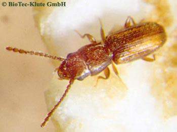 Coleoptera: Cucujidae Küçük Kırma Biti (Cryptolestes ferrugineus) Tanımı: Erginler, basık şekilli,