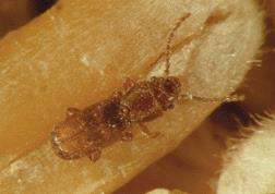 Coleoptera: Cucujidae Küçük Kırma Biti