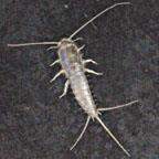Thysanura (Kıl kuyruklar) Şeker Böceği (Lepisma saccharina)) Tanımı: Erginde kanat yoktur. Gümüş renkli 10-12 mm boyundadır. Vücut boyunda antenlere sahiptir.