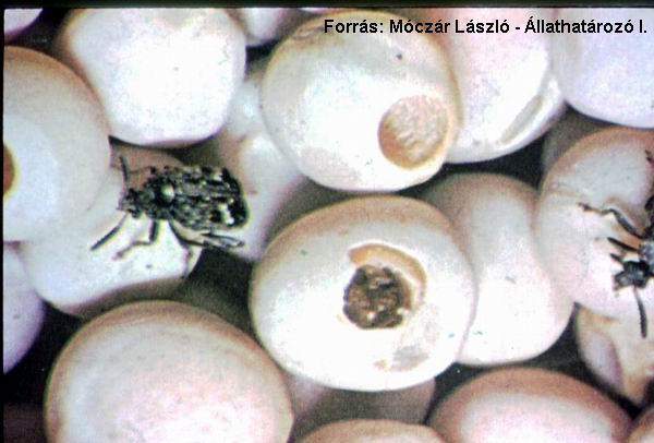 Coleoptera: Bruchidae Tohum Böcekleri (Bruchus spp.