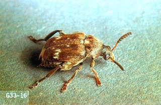 Coleoptera: Bruchidae Tohum Böcekleri (Bruchus spp.) Tanımı Erginlerin boyları 3-5 mm arasında değişir. Şekilleri ovaldir. Renkleri gri ve siyah olup beyaz lekelidir.