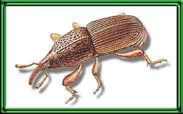 Coleoptera: Curculionidae Buğday Biti (Sitophilus granarius) Tanımı: Ergin, hafif parlak koyu kahve veya esmer renkli, 3-5 mm boyundadır.
