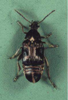 Coleoptera: Bruchidae Börülce Tohum Böceği (Callosobruchus maculatus) Tanımı Uçan ve uçmayan olmak üzere iki formu vardır.