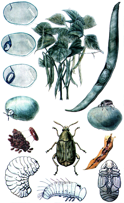 Coleoptera: Bruchidae Fasülye Tohum Böceği (Acanthoscelides obtectus) Yaşayışı Erginler,yumurtalarını ambarda fasulye taneleri üzerine, tarlada ise fasulye kapsülleri üzerine koyarlar.