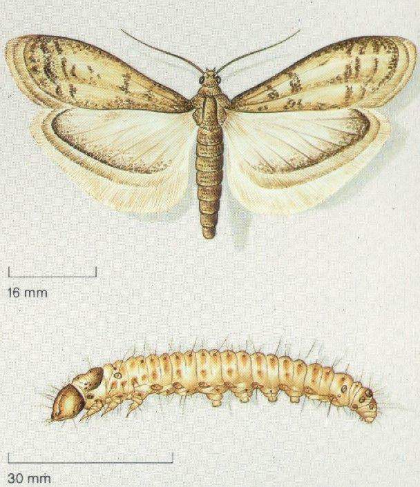 Lepidoptera: Pyralidae İncir Kurdu (Ephestia cautella) Tanımı Ergin, 9-10 mm boydadır. Ön kanatlar gri renkli ve üzerlerinde koyu renkli zikzak biçimli iki bant bulunur.