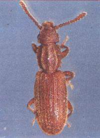 Coleoptera: Cucujidae Testereli Böcek (Oryzaephilus surinamensis) Tanımı İnce uzun ve yassı şekilli kırmızıdan koyu kahveye kadar değişen renktedir. Ergin, 2.5-3 mm boyundadır.