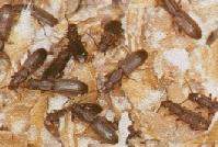 Coleoptera: Cucujidae Testereli Böcek (Oryzaephilus surinamensis) Yaşayışı ve Zararı: Erginler, 8-10 ay