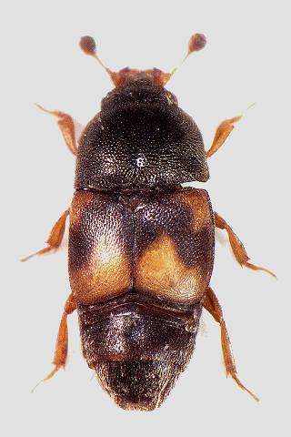 Coleoptera: Nitudilidae Ekşilik Böcekleri (Carpophilus spp.) Carpophilus hemipterus C. bipustulatus C. mutilatus C. Obsoletus Tanımı Erginler, oval şekilli 3-3.5 mm boydadır.