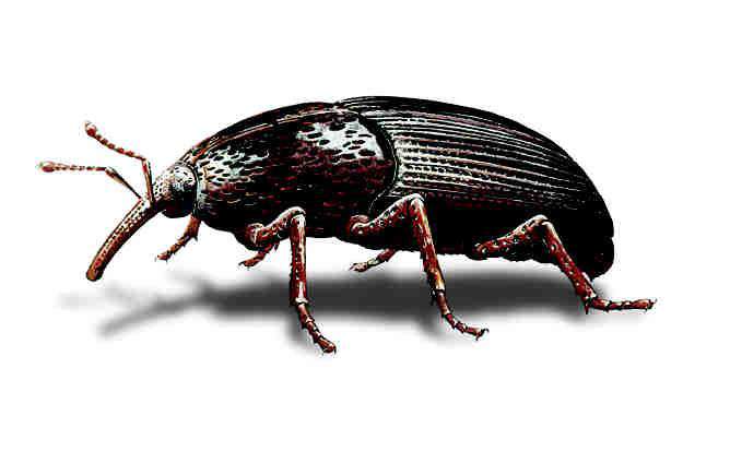 Coleoptera: Curculionidae Buğday Biti (Sitophilus granarius) Yaşayışı: Pupa döneminden çıkan erginler bir hafta