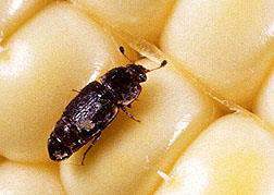 Coleoptera: Nitudilidae Ekşilik Böcekleri (Carpophilus spp.) Zararı: Yaş ve kuru meyvelerde zarar yaparlar.
