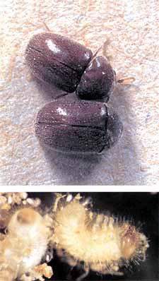 Coleoptera:Anobiidae Tatlı Kurt (Lasioderma serricorne) Zararı: Larvalar, işlenmiş tütünü delik deşik eder. Sigara ve purolarda da zararlıdır.