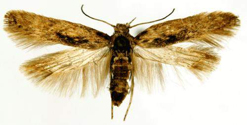 Lepidoptera: Gelechidae Patates Güvesi (Phthorimaea operculella) Tanımı Ergin kanatları çok dar, vücut ince uzun olup 5-6 mm kadardır.