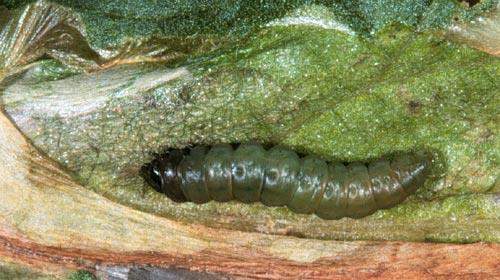 Lepidoptera: Gelechidae Patates Güvesi (Phthorimaea operculella) Yaşayışı: Zararlı kışı, ambar veya tarlada kalmış patatesler üzerinde larva ve pupa halinde geçirir.