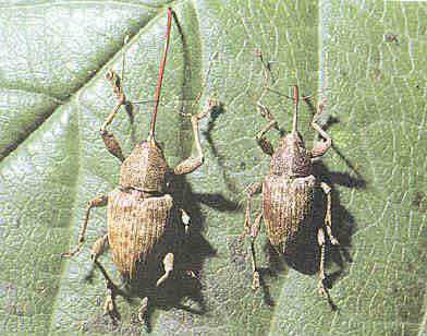 Coleoptera: Curculionidae Kestane Hortumlu Böceği (Curculio elephas) Tanımı: Erginleri, gri sarı ve kızılımtrak gri renklidir.