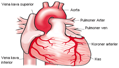 Kalbin Beslenmesi Kalbin görevlerini yapabilmesi için oksijen ve besine ihtiyacı vardır.