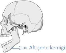 Kemikler hareketsizdir.