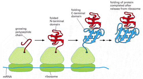 Proteinler sentezlenirken katlanırlar. Katlanma sentez sırasında ve amino-terminal uçtan başlayarak olur.