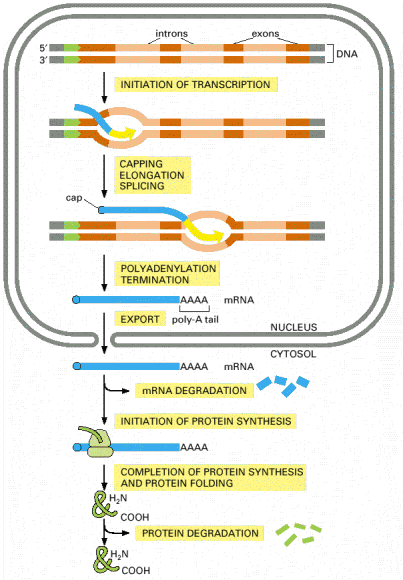 Gen ifadesinin düzenlenmesi Primer transkript oluşumu Primer mrna dan olgun mrna oluşumu mrna nın