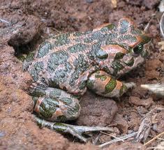 Bufotes variabilis (Gece Kurbağası) Lissotriton vulgaris ( Küçük semender) Siğilli Kurbağalar (Bufonidae) Kuyruklu Kurbağalar (Salamandridae) Yaşadığı Yerler: Gececi bir tür olup gündüzleri bahçe ve