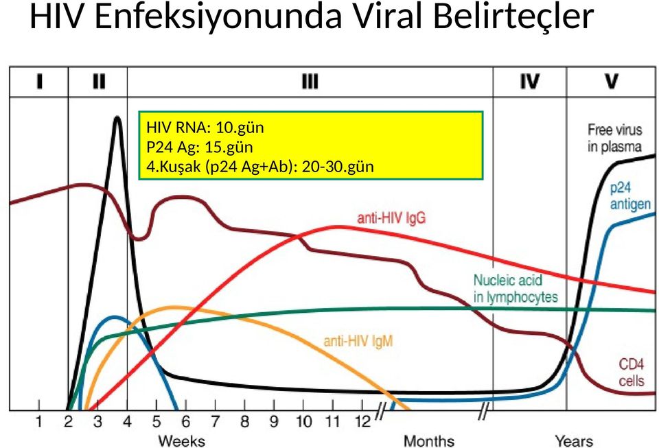 gün P24 Ag: 15.gün 4.