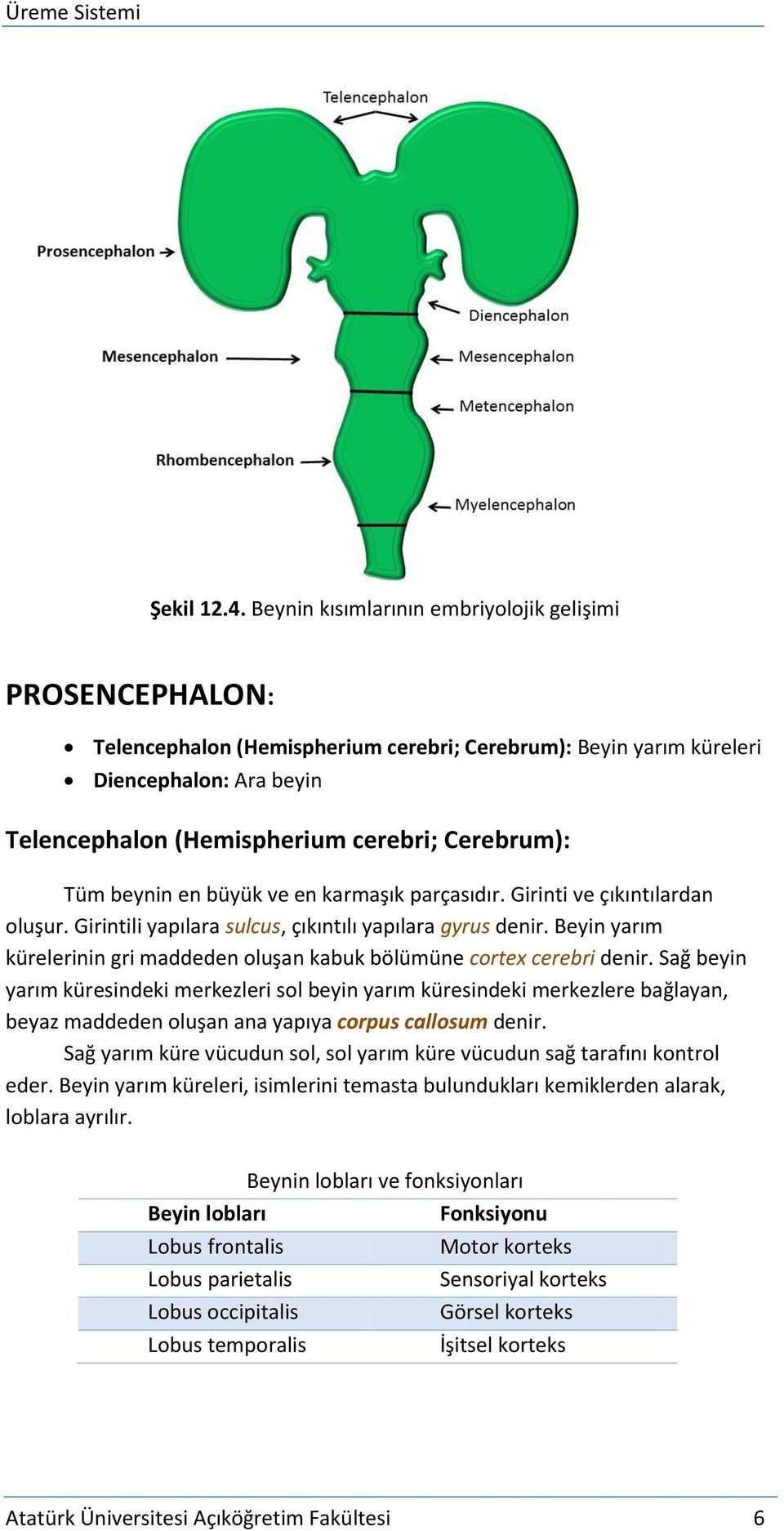 Tüm beynin en büyük ve en karmaşık parçasıdır. Girinti ve çıkıntılardan oluşur. Girintili yapılara sulcus, çıkıntılı yapılara gyrus denir.