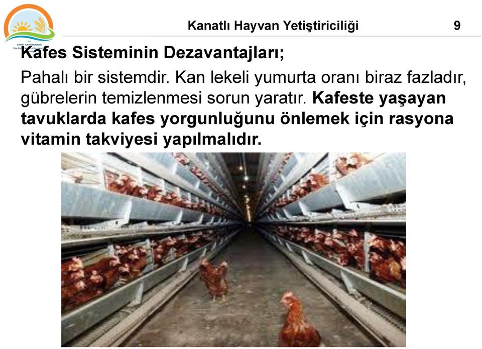 Kan lekeli yumurta oranı biraz fazladır, gübrelerin temizlenmesi